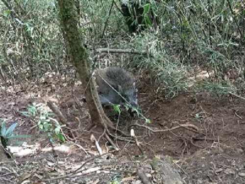 ���ղ���Ұ��