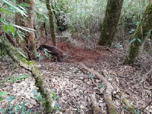 ���ղ���Ұ��